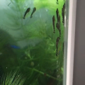Ancistrus