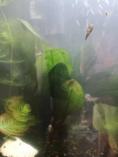 Ancistrus