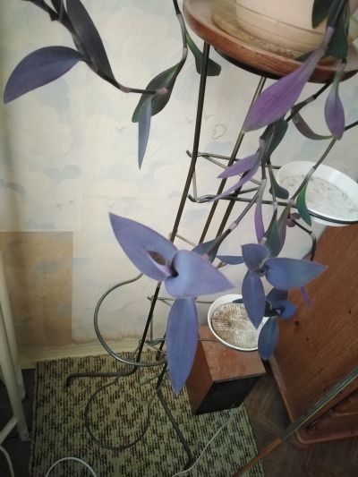 voděnka Purpurové srdce - šlahouny