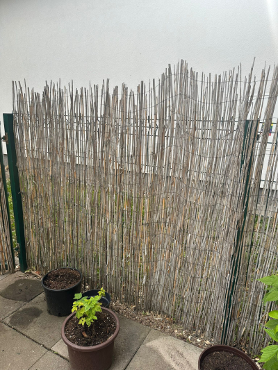 Bambusový plot