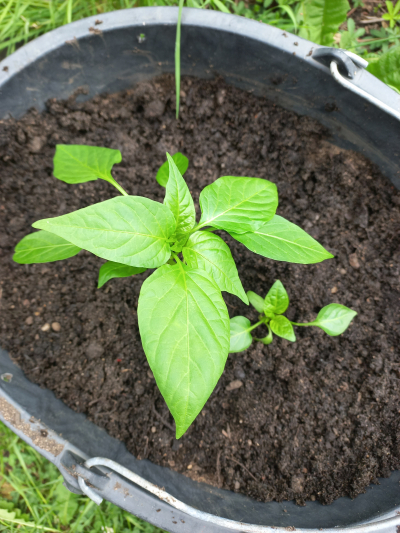 Paprika 3