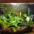 Daruji Akvárium Florarium Terarium