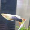 Samci Yellow guppy