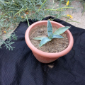 Agave 1.