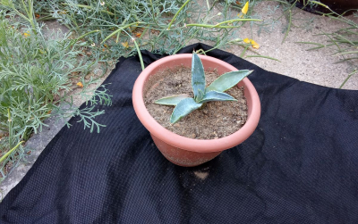 Agave 1.