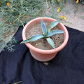 Agave 2.