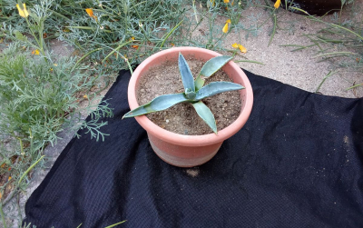 Agave 2.