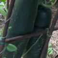 Bio okurky