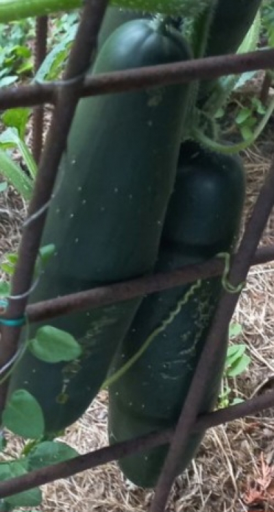 Bio okurky