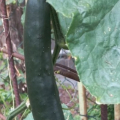 Bio okurka