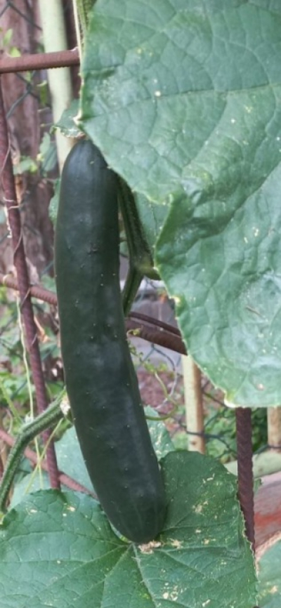 Bio okurka