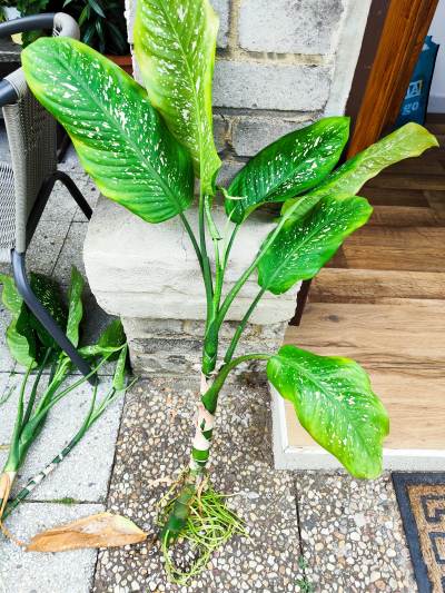 Difenbachie