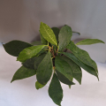 Ficus Benjamin zakořeněné řízky