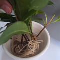 Ficus Benjamin zakořeněné řízky