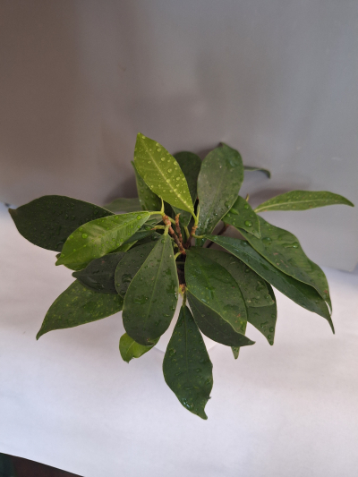 Ficus Benjamin zakořeněné řízky