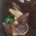 Daruji Afrického šneky Lissachatina imaculata imaculata.