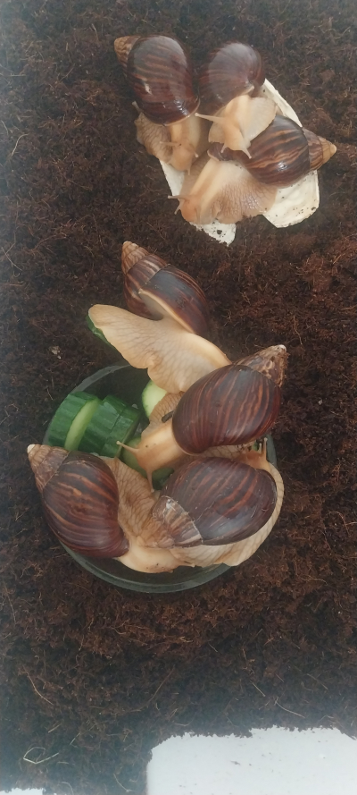 Daruji Afrického šneky Lissachatina imaculata imaculata.