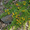 Vrbina