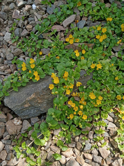 Vrbina