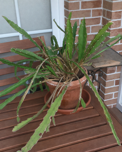 fylokaktus