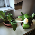Bělokvět bělokvětý - Haemanthus albiflos 3 v 1