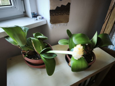 Bělokvět bělokvětý - Haemanthus albiflos 3 v 1