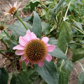 Echinacea