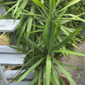 Yucca gigantis