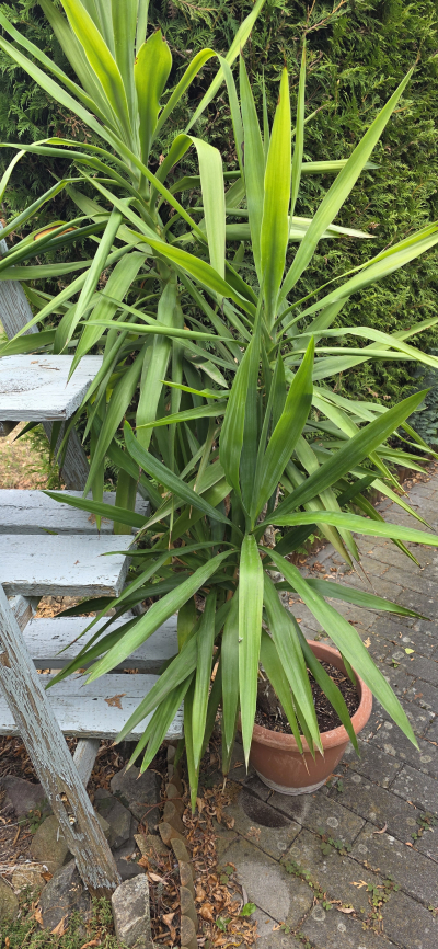 Yucca gigantis