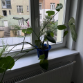 Monstera květina