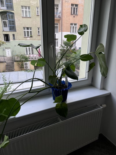 Monstera květina