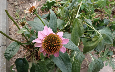 Echinacea 2.