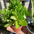 kalanchoe