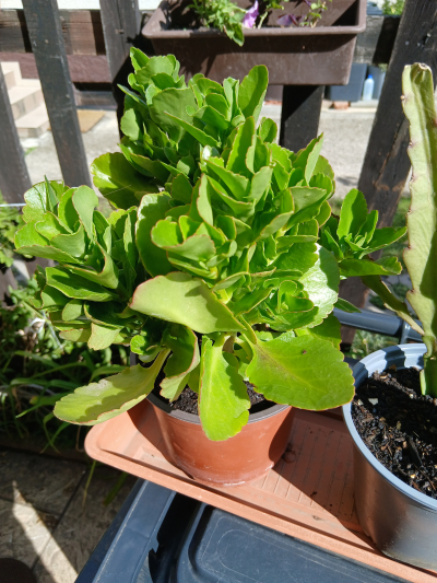 kalanchoe