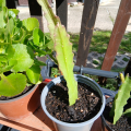 fylokaktus 1