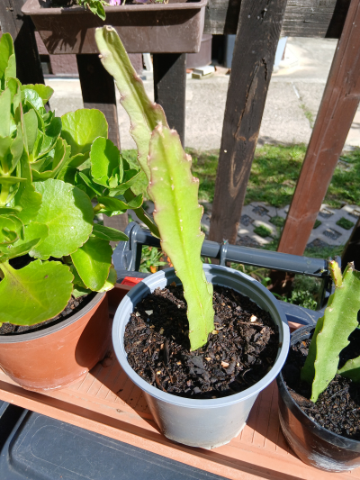 fylokaktus 1