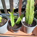 fylokaktus 2