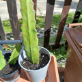fylokaktus 3