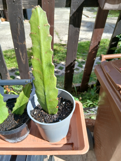 fylokaktus 3
