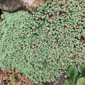 Rozchodník (Sedum blue carpet) kvete bíle.