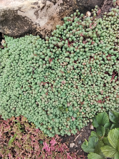 Rozchodník (Sedum blue carpet) kvete bíle.