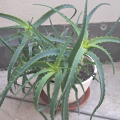 Aloe vera
