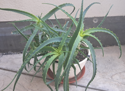 Aloe vera