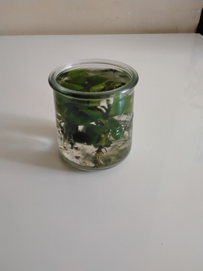 Akvarijní rostliny