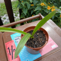 amarilis cibule žíhaná 1
