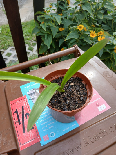 amarilis cibule žíhaná 1