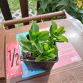 manší kalanchoe
