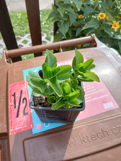 manší kalanchoe