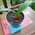 cibule amarilis 2