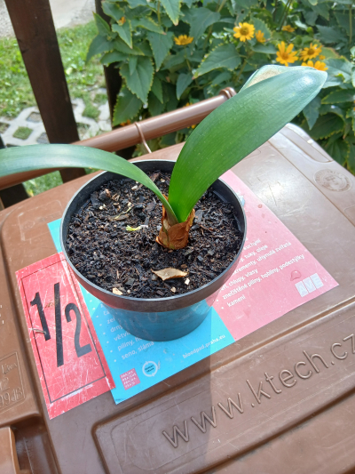 cibule amarilis 2